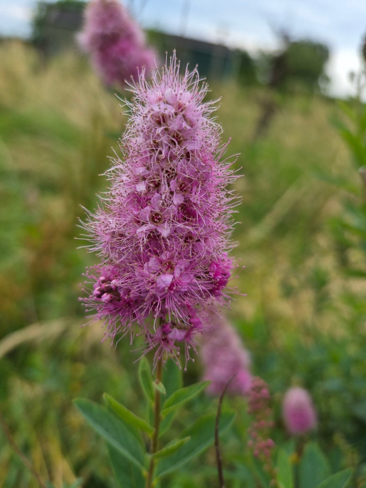 Spiraea salicifolia, donker roze, 50 cm, in pot, Ophalen of Verzenden, Overige soorten, Struik, Minder dan 100 cm