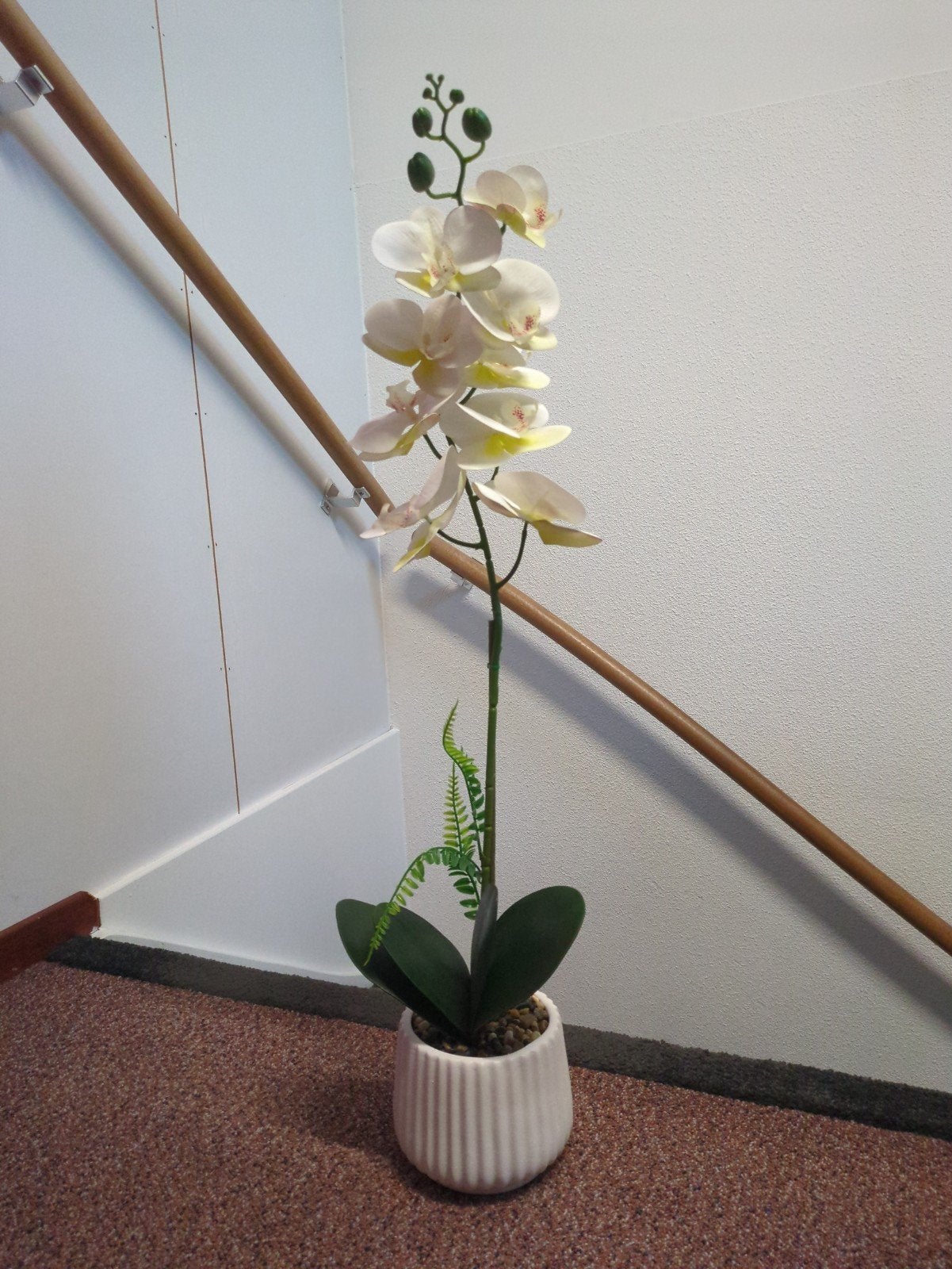 Nep orchidee plant, Ophalen, Nieuw