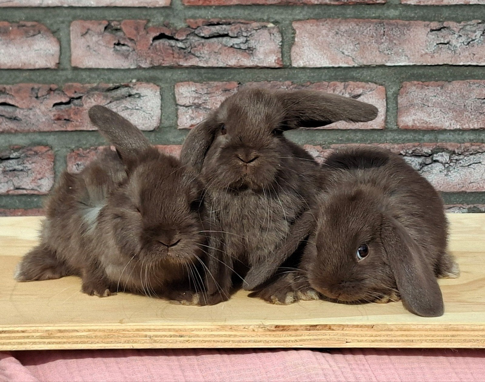 choco bruine hangoor baby konijntjes., Meerdere dieren, Dwerg, Hangoor, 0 tot 2 jaar