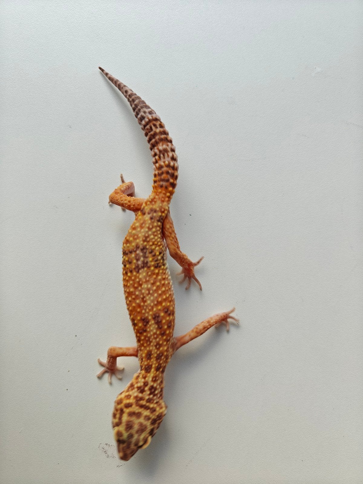 Mooie oranje Tangerine luipaardgekko te koop Leopard Gecko - unknown for sale from Julia Van der leur