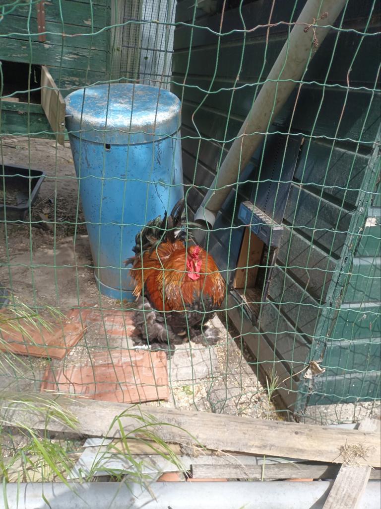 2 Brahma hanen en 1 cochin kriel haan gratis afhalen, Dieren en Toebehoren, Pluimvee