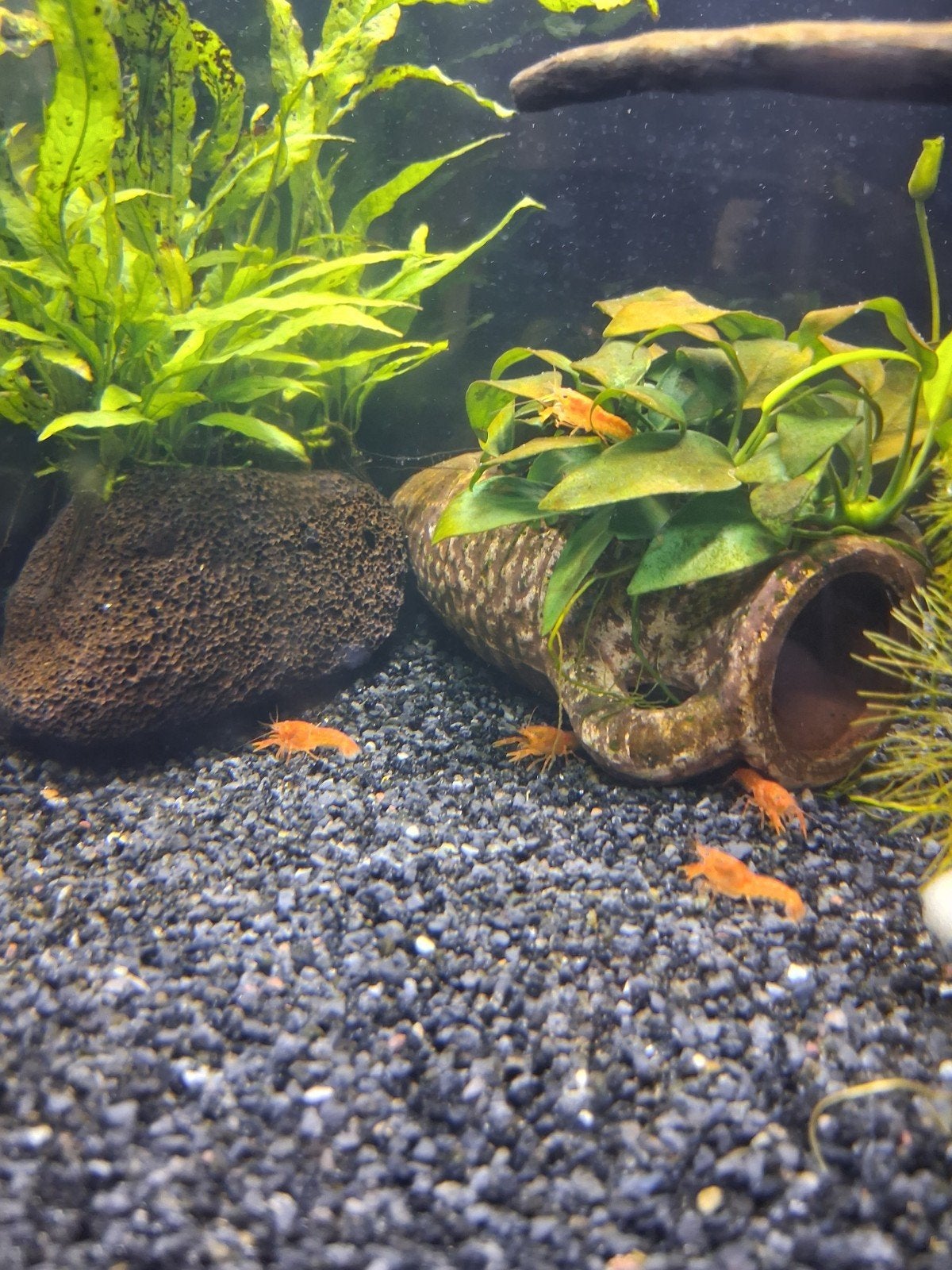dwerg kreeftjes, Dieren en Toebehoren, Kreeft, Krab of Garnaal
