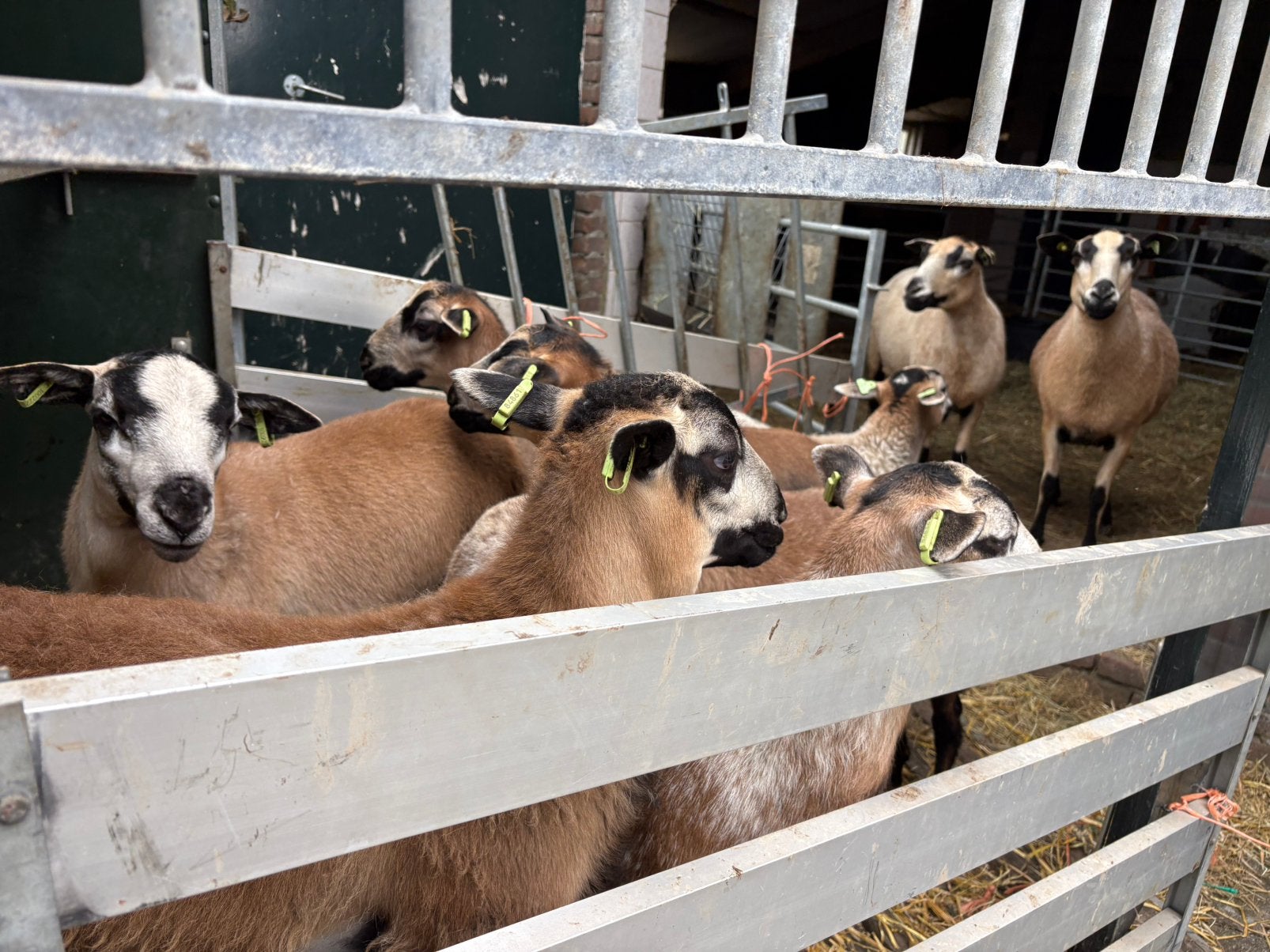 10 maasduinen ramlammeren (zie beschrijving voor gewicht), Dieren en Toebehoren, Schapen, Geiten en Varkens, Mannelijk, Schaap