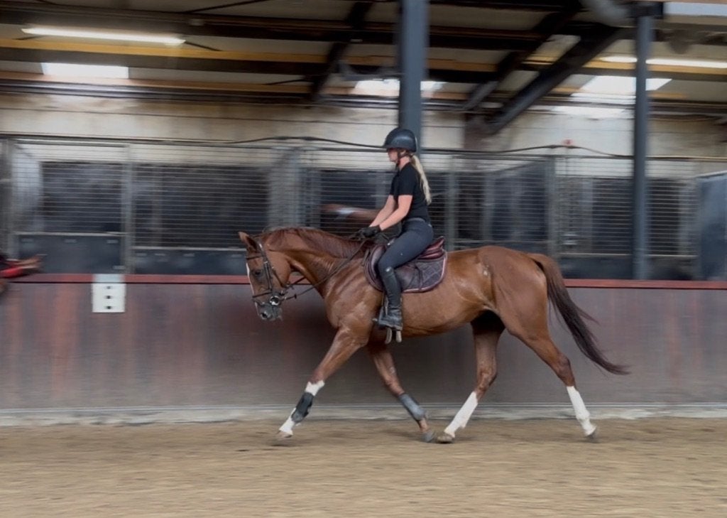 Super brave allround merrie, Dieren en Toebehoren, Paarden, Merrie, 3 tot 6 jaar, Met stamboom, B