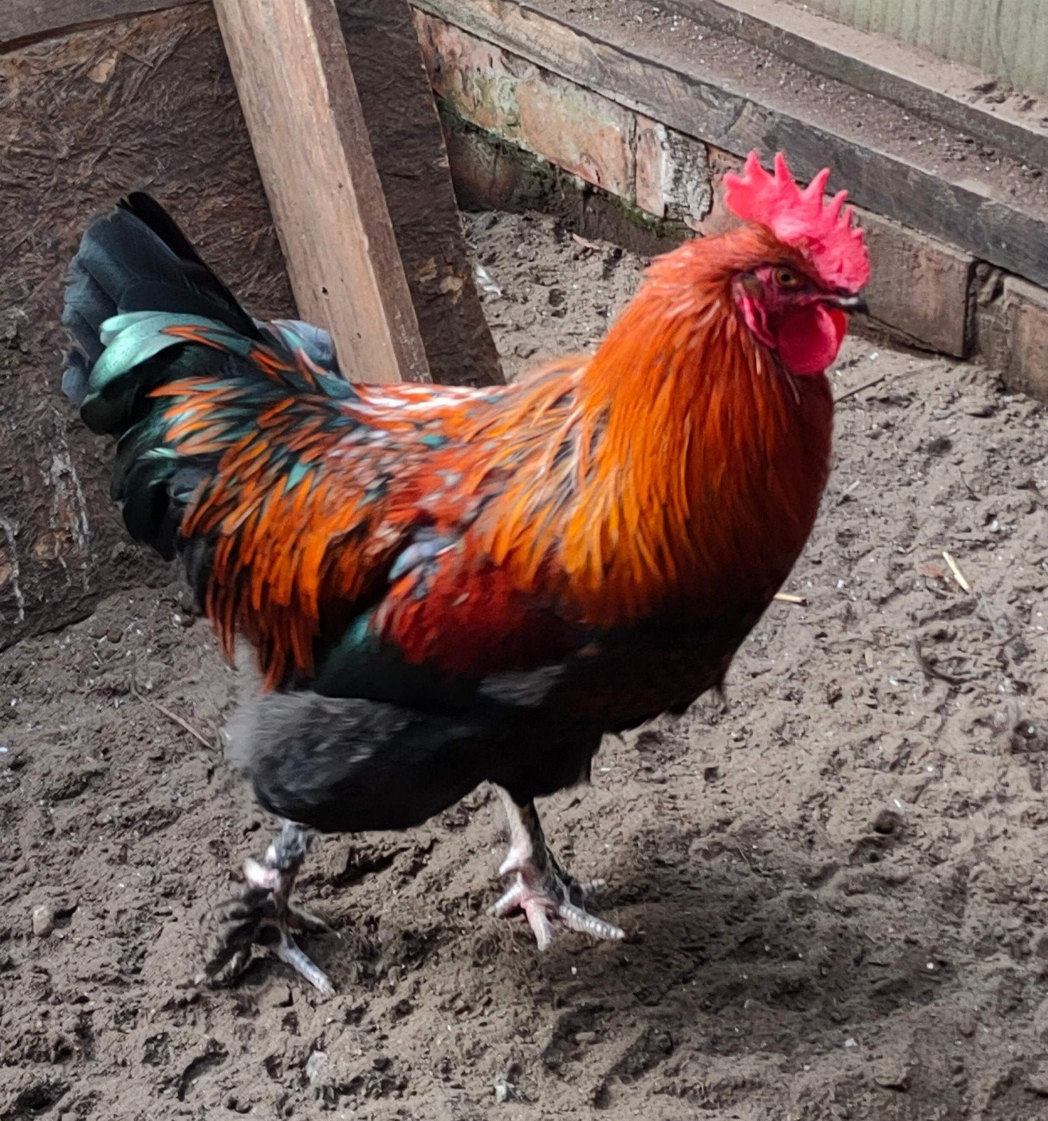 MARANS HAAN, Dieren en Toebehoren, Pluimvee, Mannelijk, Kip