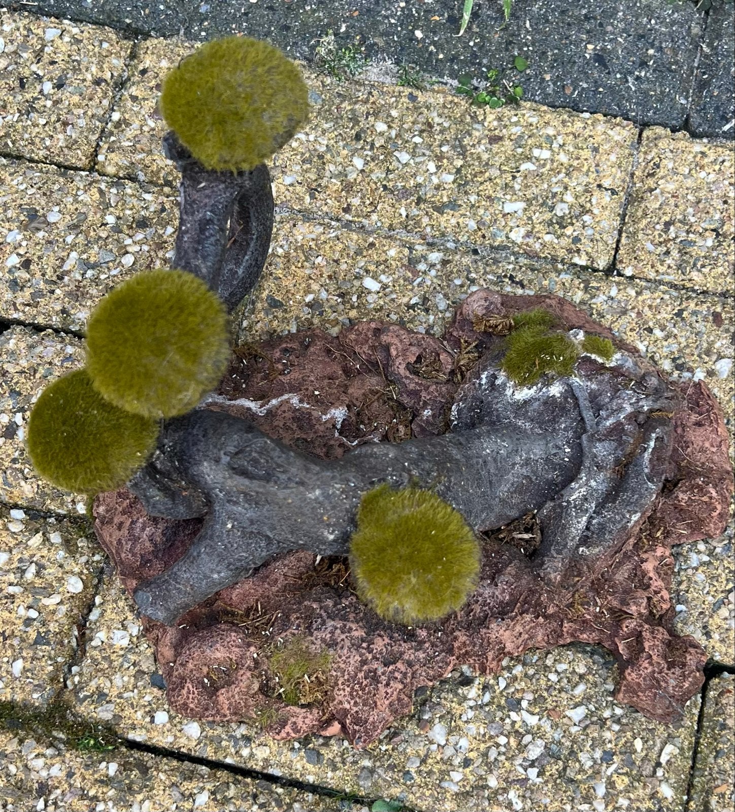Decoratie voor reptielen, Ophalen of Verzenden, Gebruikt, Overige typen