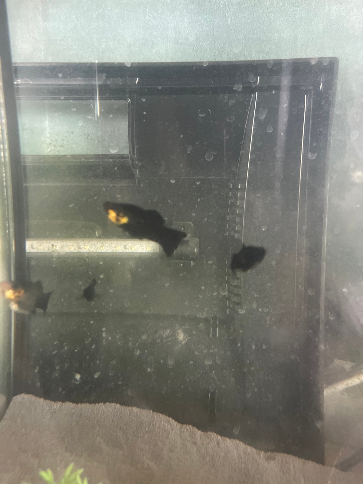 Mooie gezonde volwassen Zwarte Molly vissen te koop, Dieren en Toebehoren, Vissen | Aquariumvissen, Vis, Zoetwatervis, Schoolvis