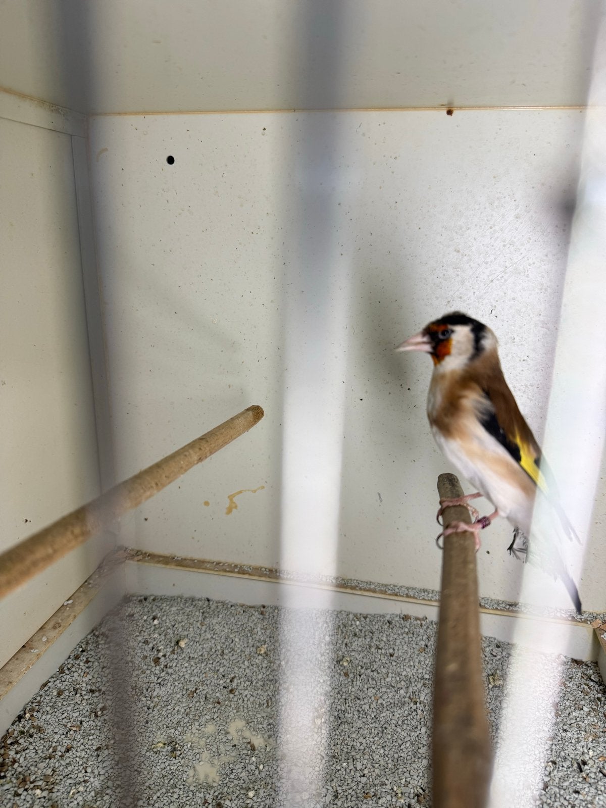 5 stuks Majoor putters en 5 stuks kanaries, Meerdere dieren, Wildzangvogel