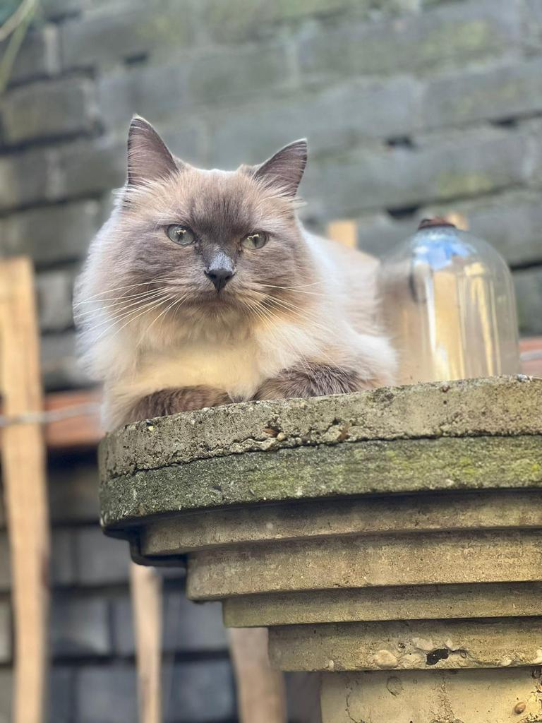 Nieuw warm liefdevol thuis gezocht voor Ragdoll poes, Poes, Gechipt