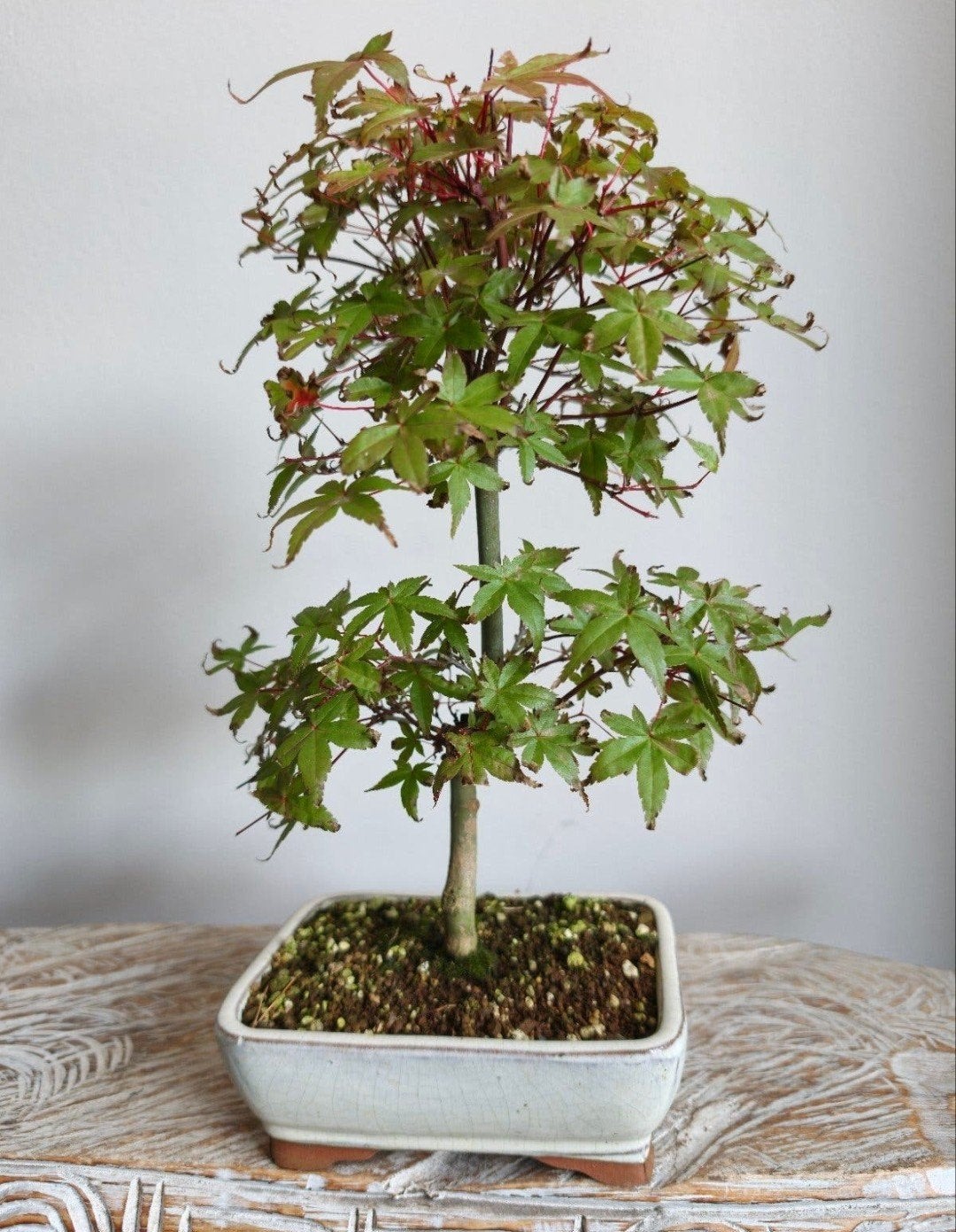 Acer Japanse Esdoorn Deshojo bonsai, Tuin en Terras, Bloeit niet, Halfschaduw, Minder dan 100 cm, Overige soorten
