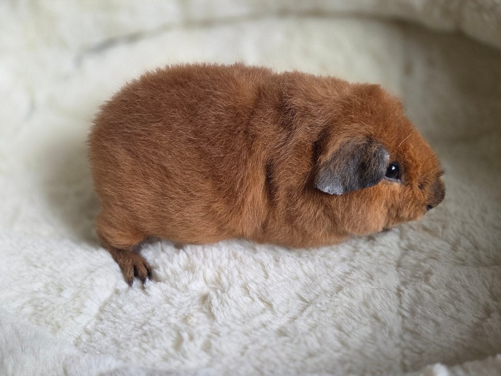 US Teddy beertje californian, Cavia, Juni, Mannelijk, Tam