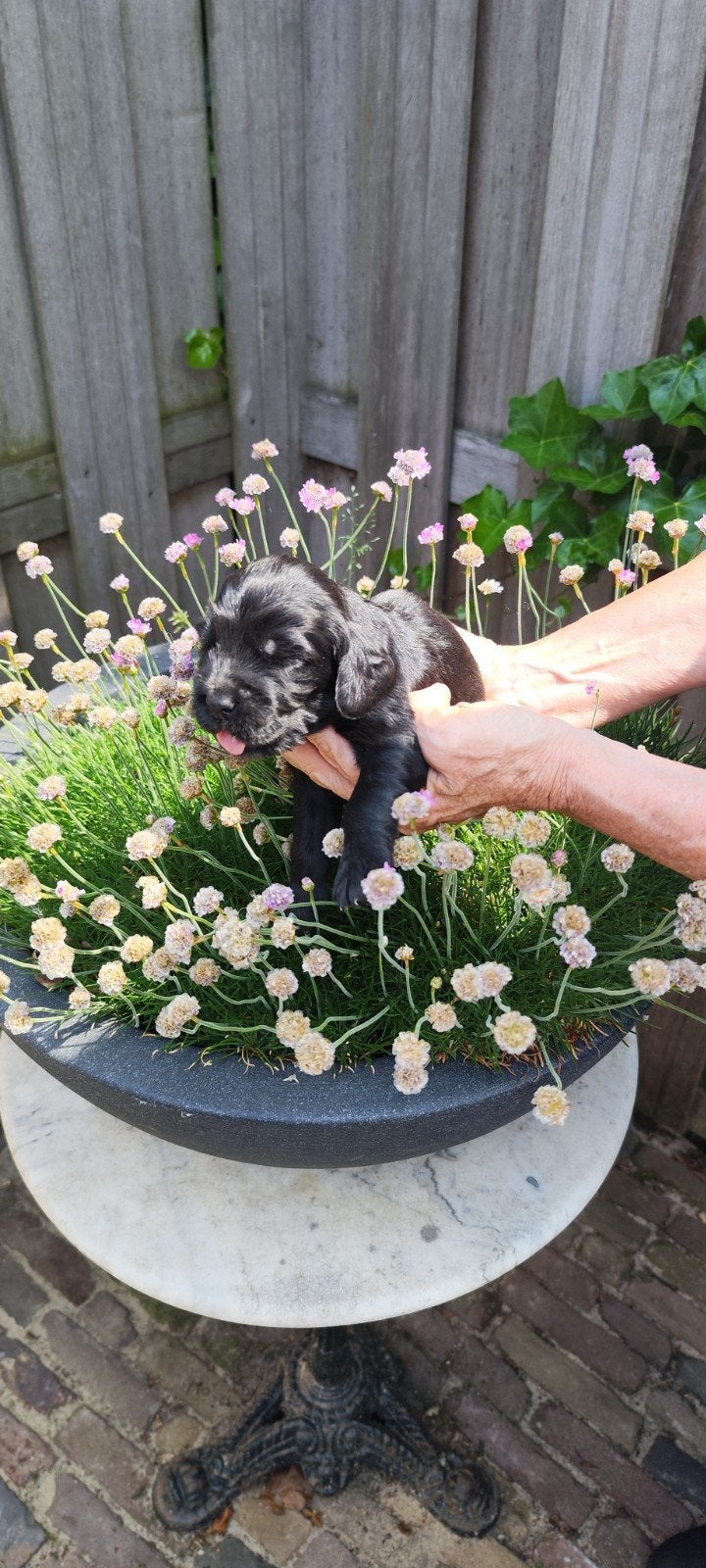 Nestje Engelse Cocker Spaniëls., Dieren en Toebehoren, 8 tot 15 weken, Parvo, Meerdere, Meerdere dieren