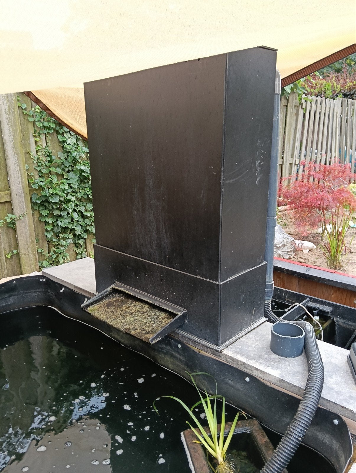 Trickle filter, Karper of Koi