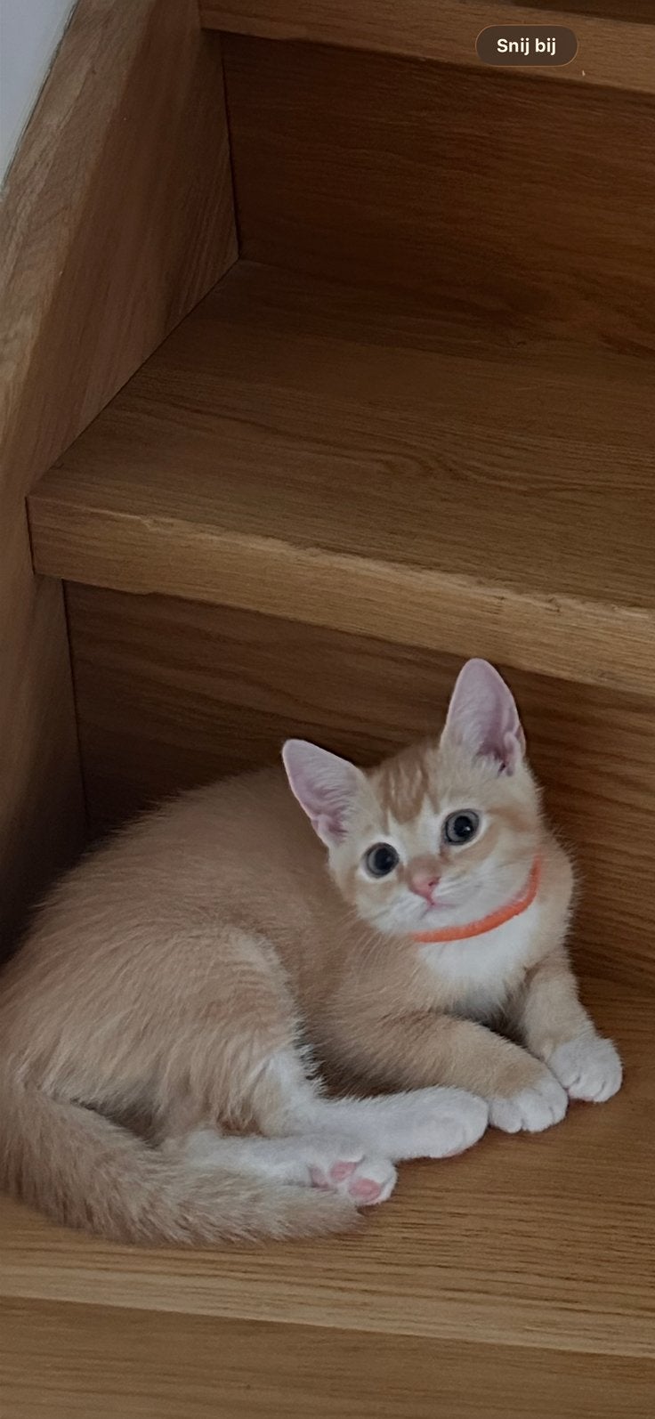 Oranje brit kitten, Dieren en Toebehoren, Juni, Mannelijk