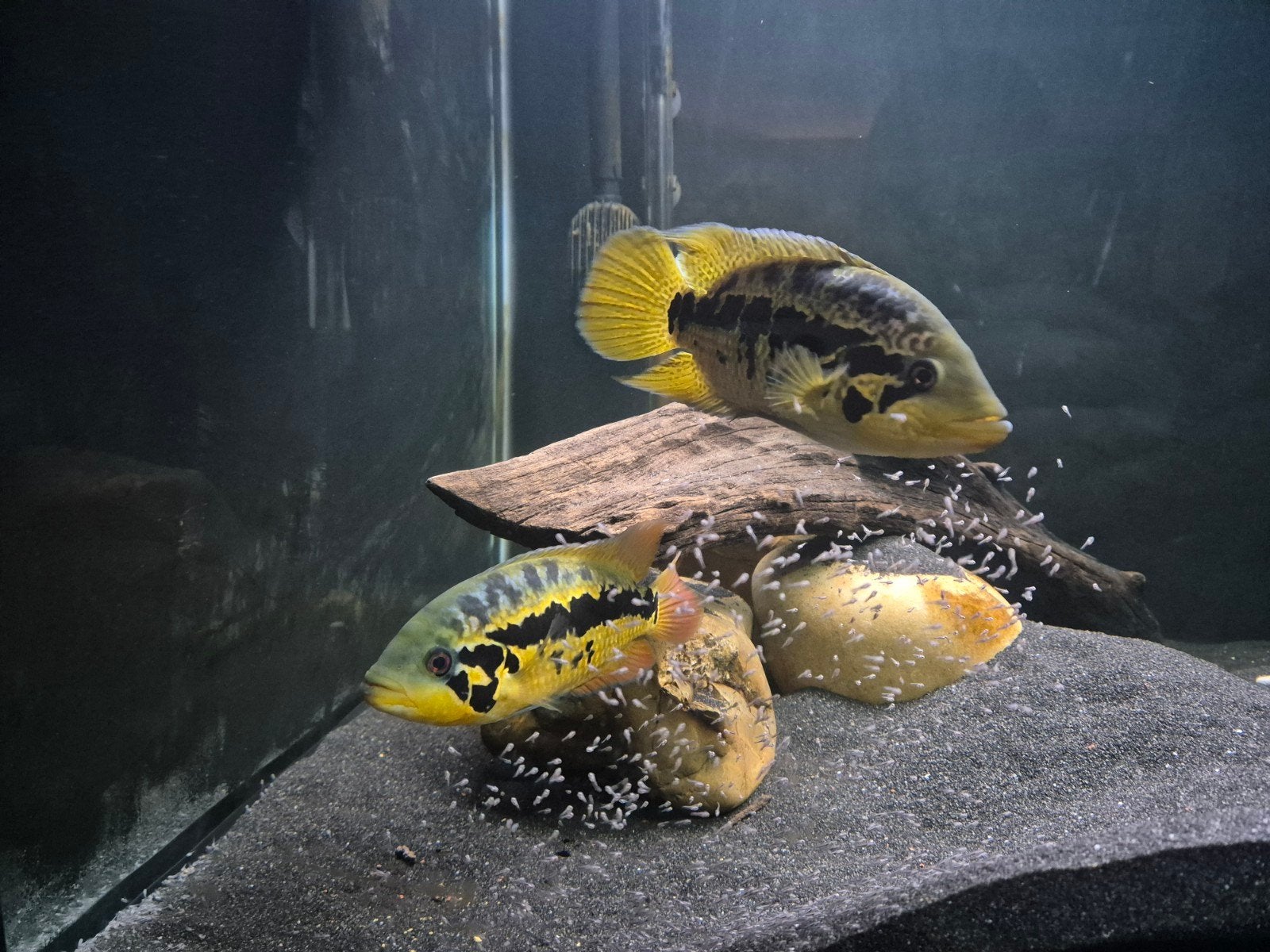 kweekkoppel Parachromis friedrichsthalii, Dieren en Toebehoren, Vis