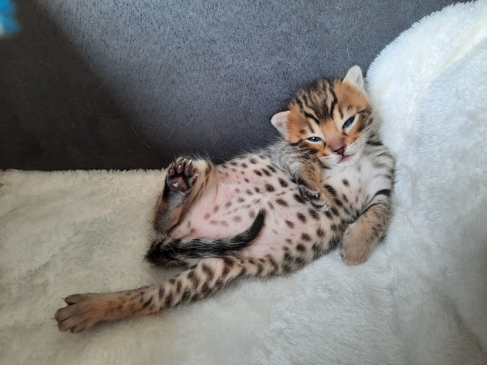 Savannah kittens - mogen het nest verlaten - nog 1 beschikb., Kater, Ontwormd, 0 tot 2 jaar