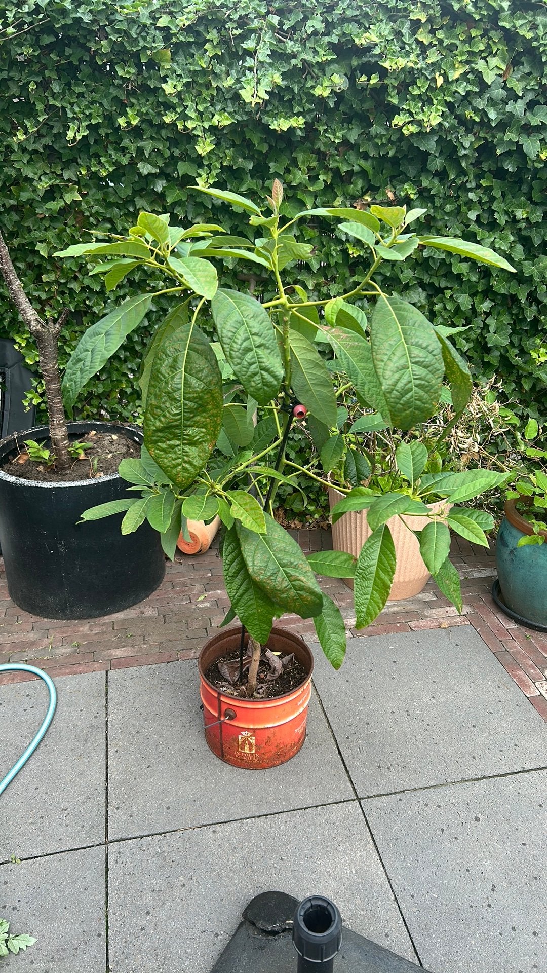 Avocadoplant, Ophalen, Overige soorten, Volle zon