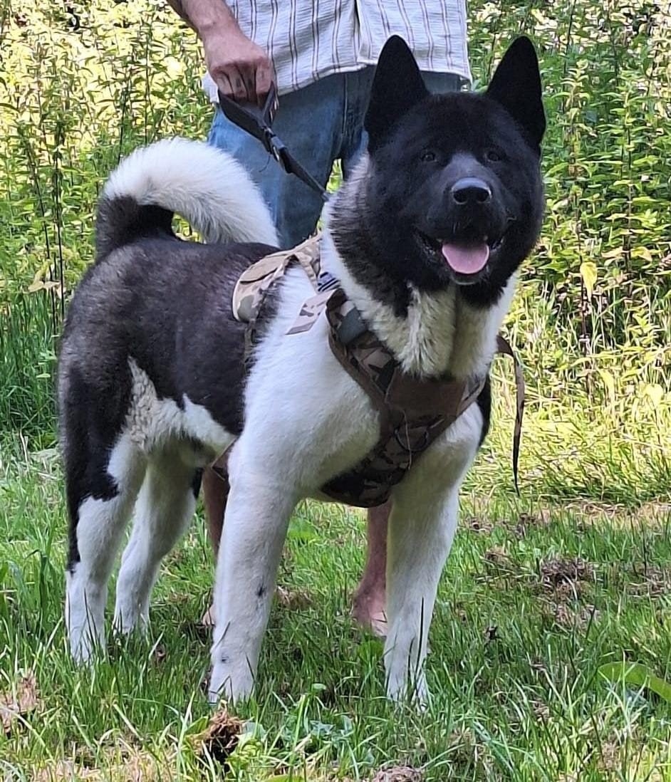 Dek reu akita amirikaans, Reu, 1 tot 2 jaar, Eén hond, Nederland