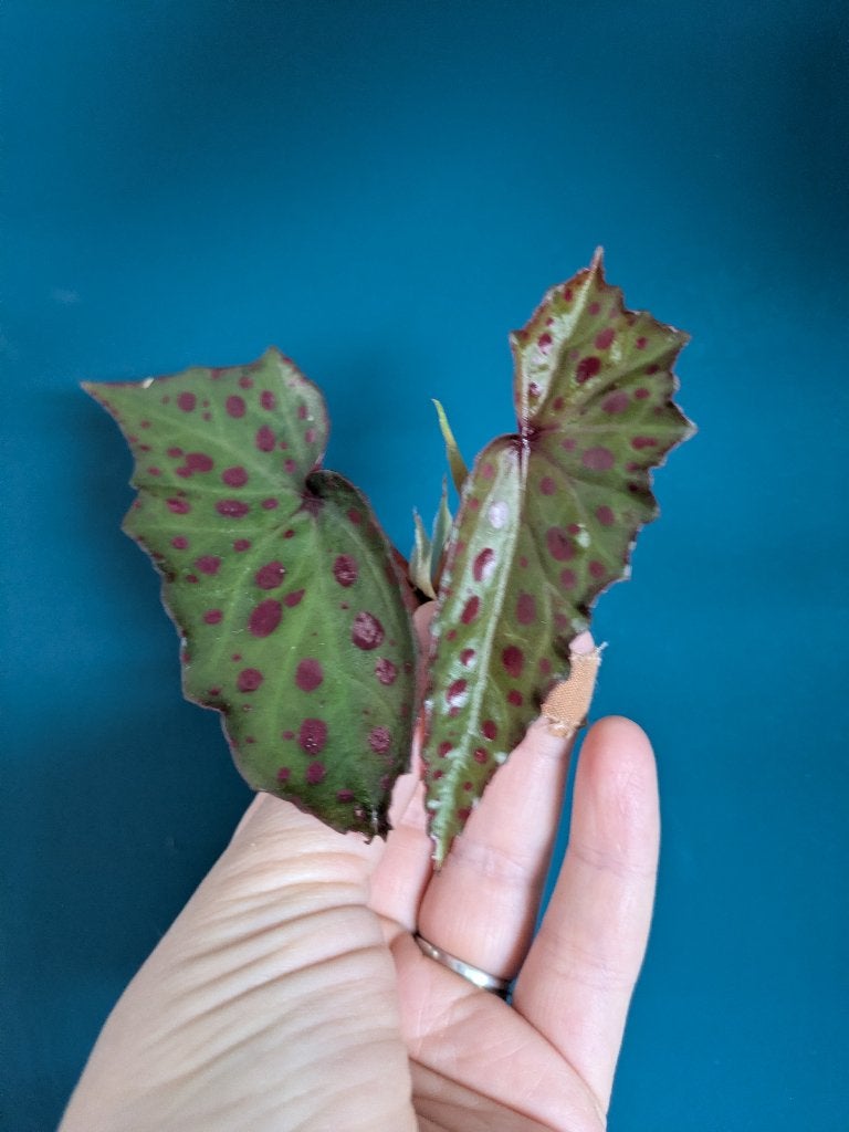 Begonia Pink Lava stek, Verzenden, Halfschaduw, Minder dan 100 cm