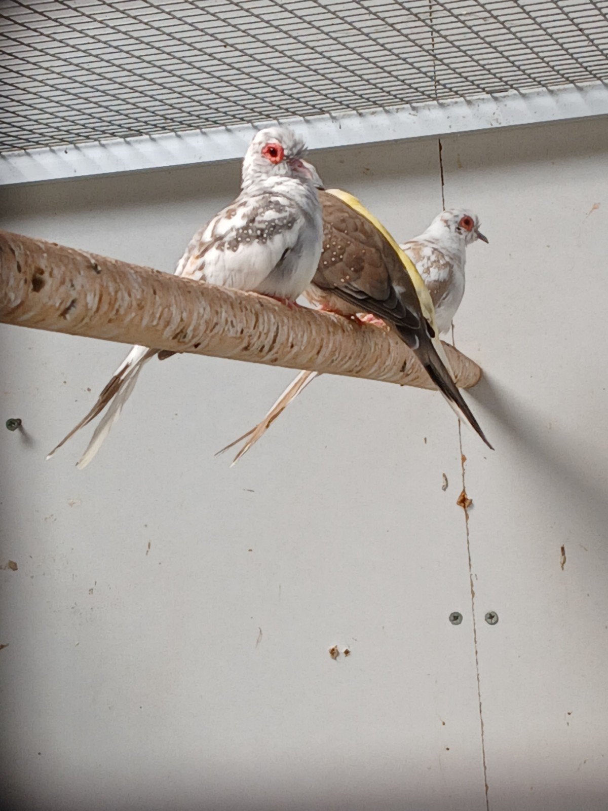 bonte diamant duifjes, Dieren en Toebehoren, Vogels | Overige Vogels, Geslacht onbekend, Geringd