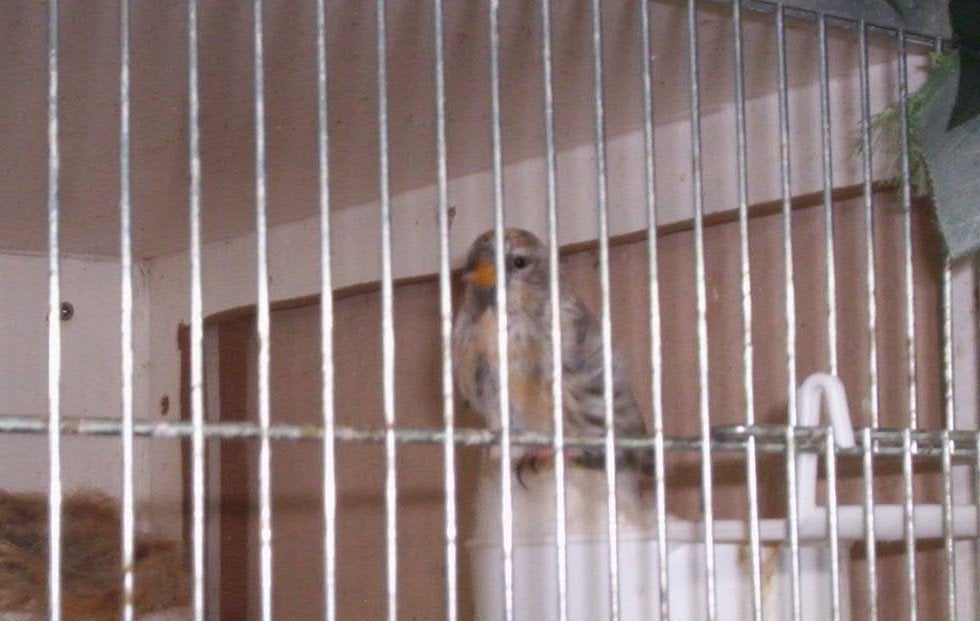 Noorse barmen, Meerdere dieren, Wildzangvogel, Geringd