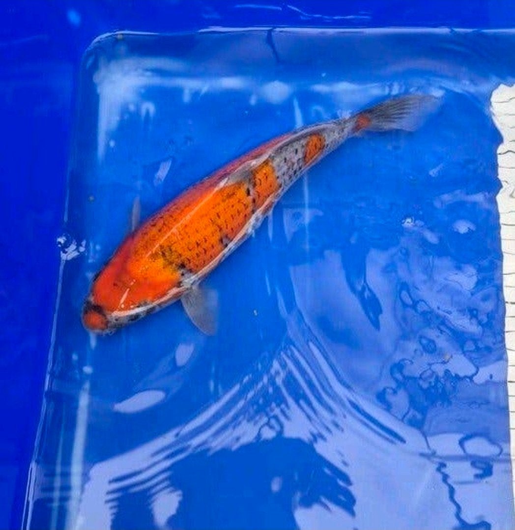 diverse japanse koi karpers, Dieren en Toebehoren, Karper of Koi
