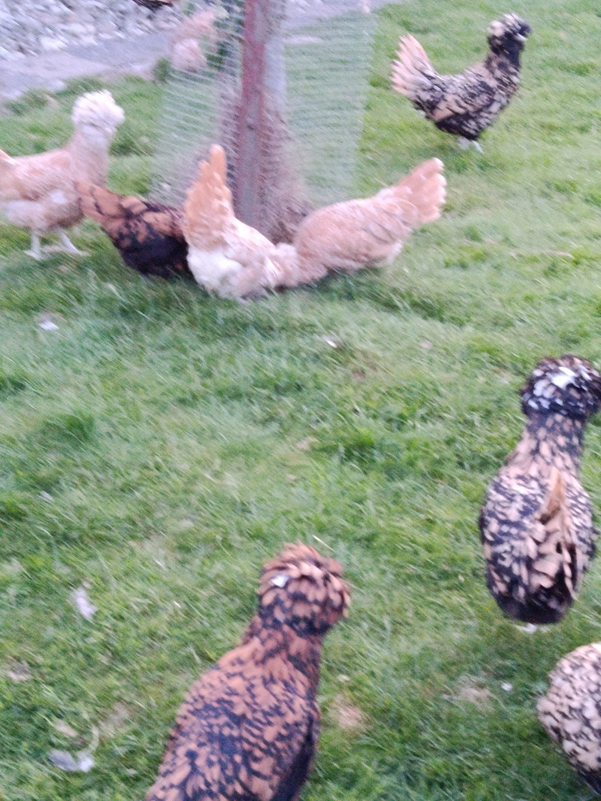 Paduaner kippen te koop, Vrouwelijk, Kip