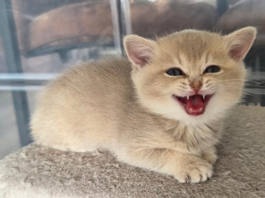 Britse Korthaar 1 meisje beschikbaar, Meerdere dieren, Gechipt, 0 tot 2 jaar