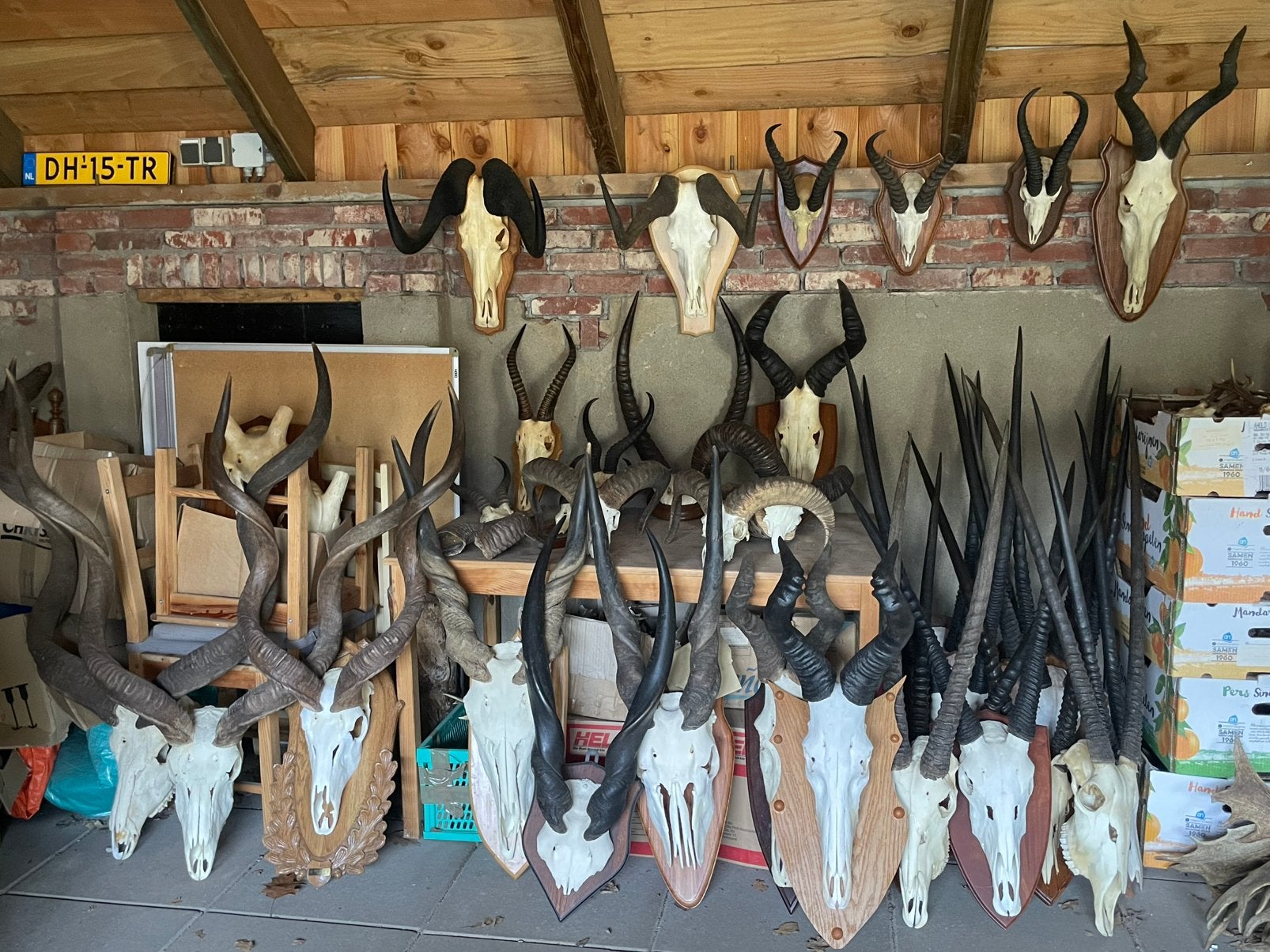 Hoorns,schedels,Afrika,kudu,oryx,springbok,antilope,spiesbok, Ophalen of Verzenden, Gebruikt, Wild dier, Schedel