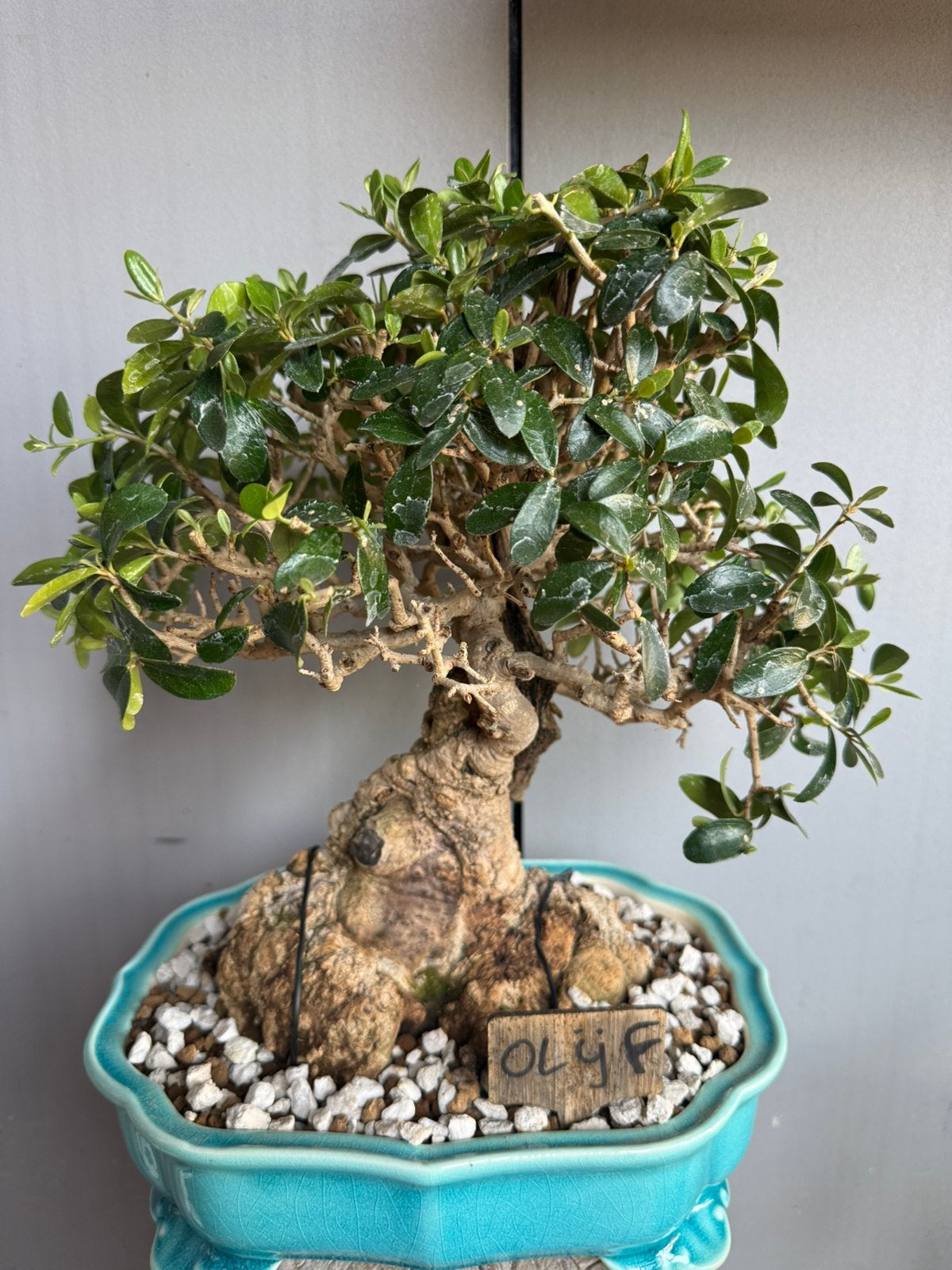 Bonsai olijf Silvestris, Volle zon, Bloeit niet, Minder dan 100 cm, Overige soorten