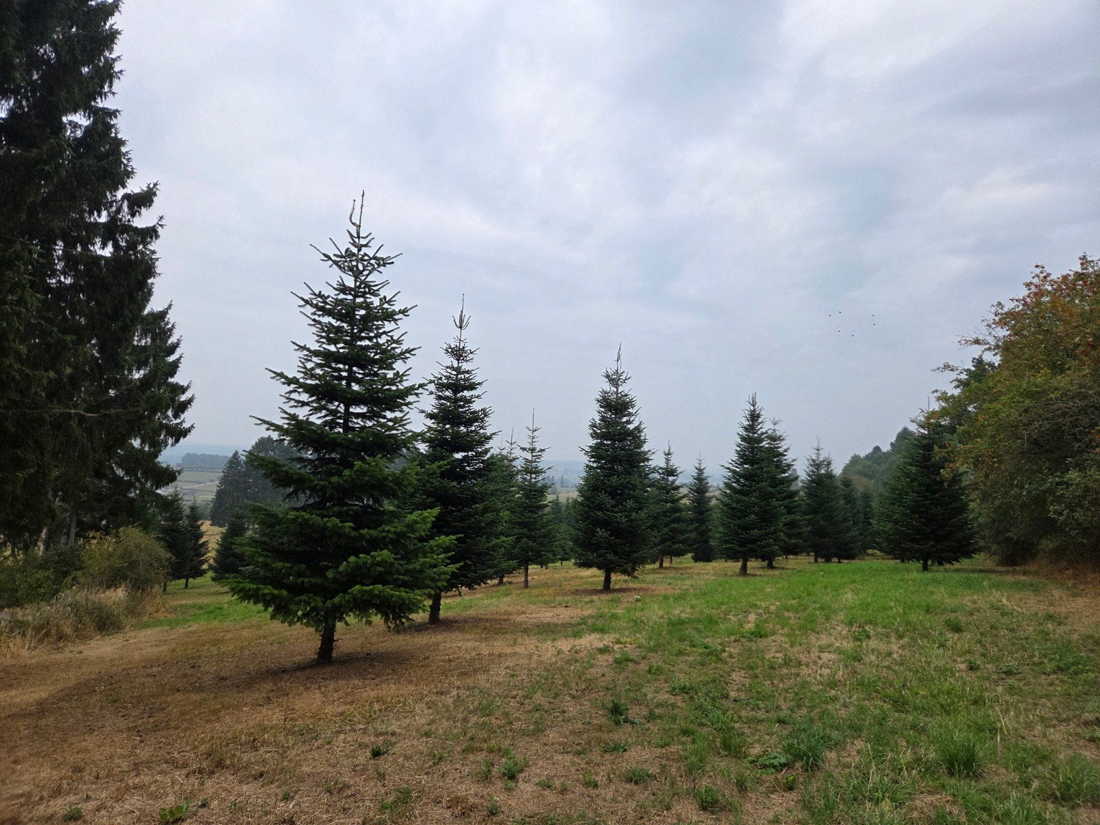 Grote Nordman kerstbomen tot 16 meter!, Ophalen, Nieuw