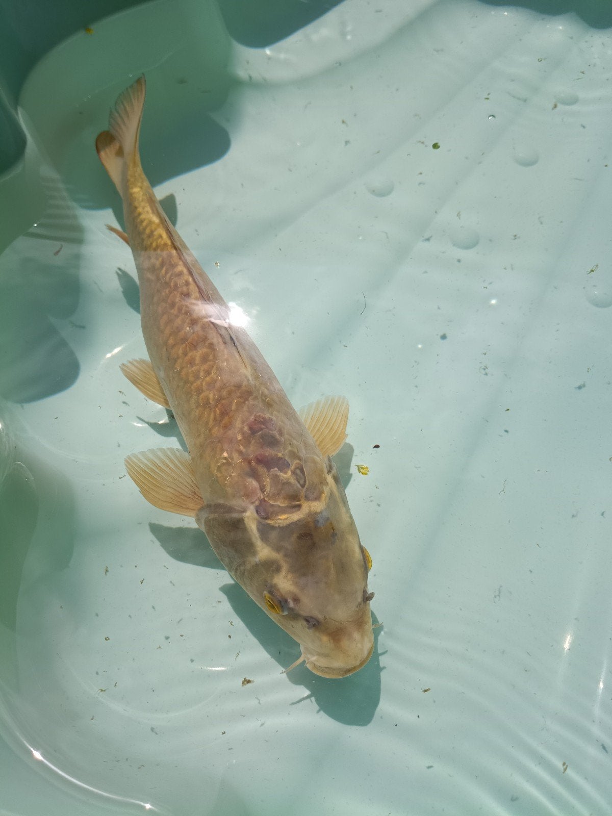 Orgon spiegel, Dieren en Toebehoren, Vissen | Vijvervissen, Karper of Koi