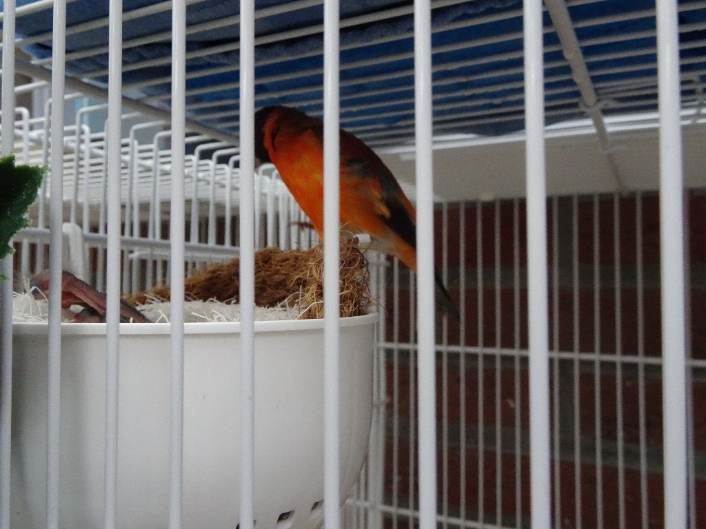 kapoetsen sijsjes, Meerdere dieren
