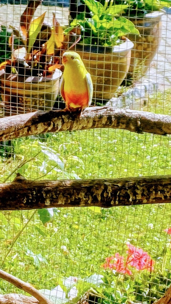 turquosine, Meerdere dieren, Parkiet