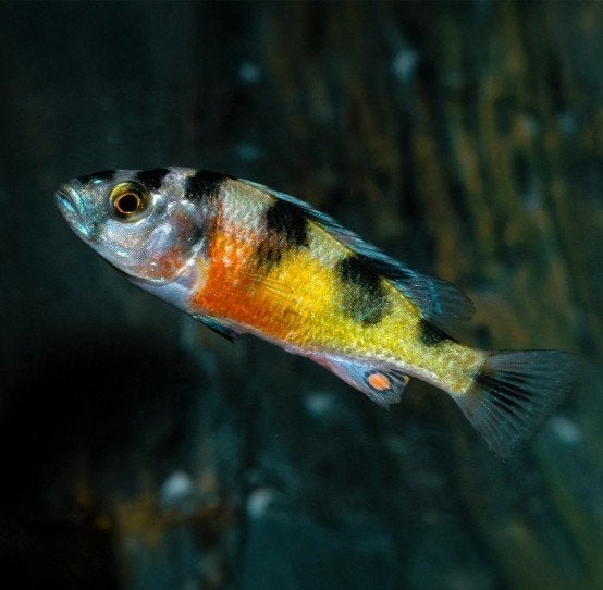 Cichliden Haplochromis Obliquidens Zebra 5-7 cm - Koidream