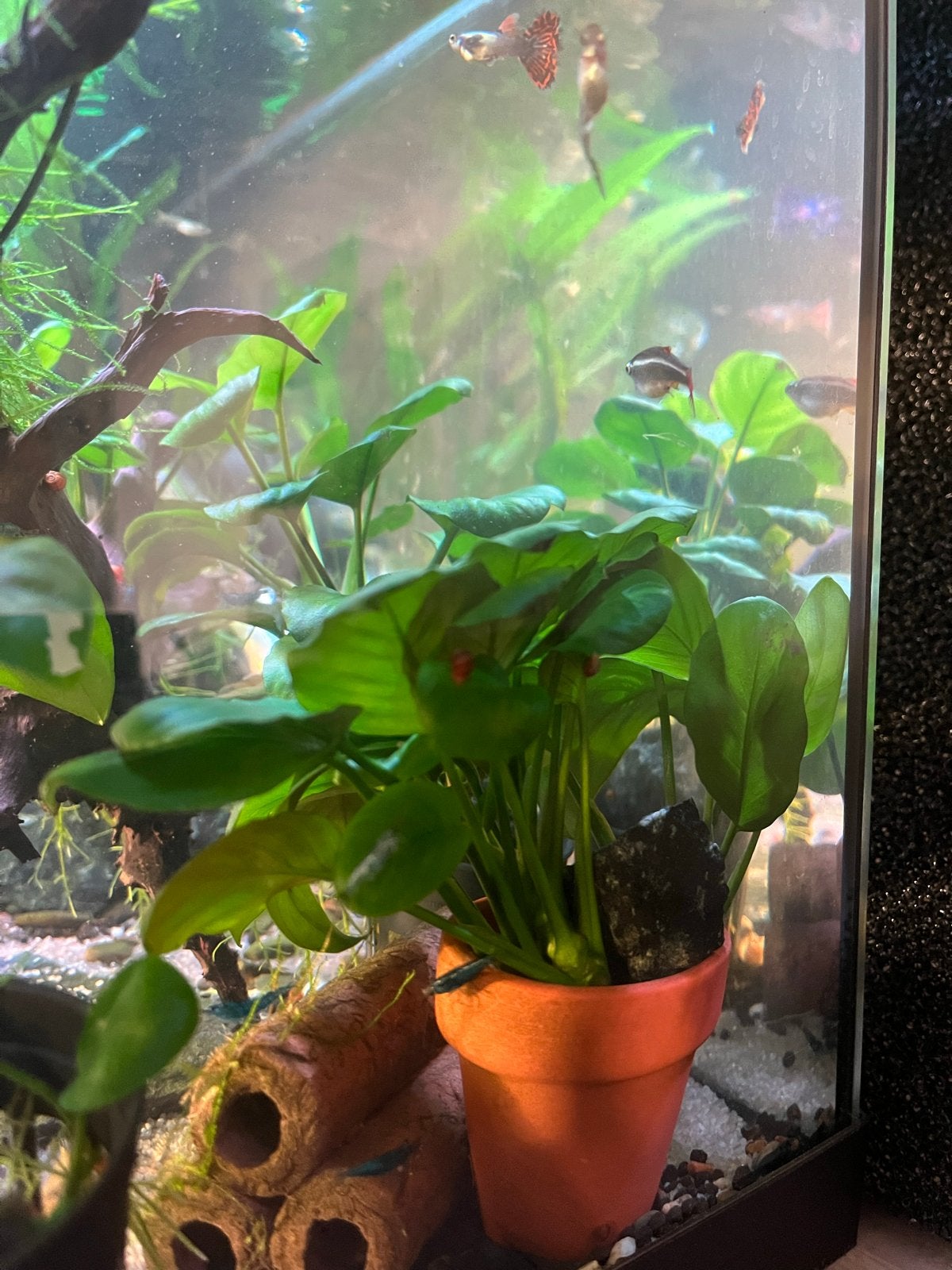 Anubias aquarium planten, Dieren en Toebehoren, Ophalen, Nieuw, Plant(en), Steen of Hout