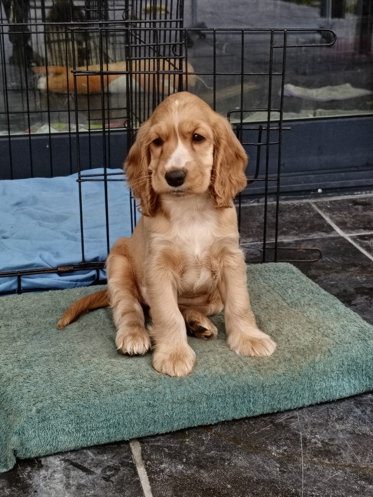 Engelse cocker spaniël pup, Dieren en Toebehoren, CDV (hondenziekte), 8 tot 15 weken, Teef, Eén hond