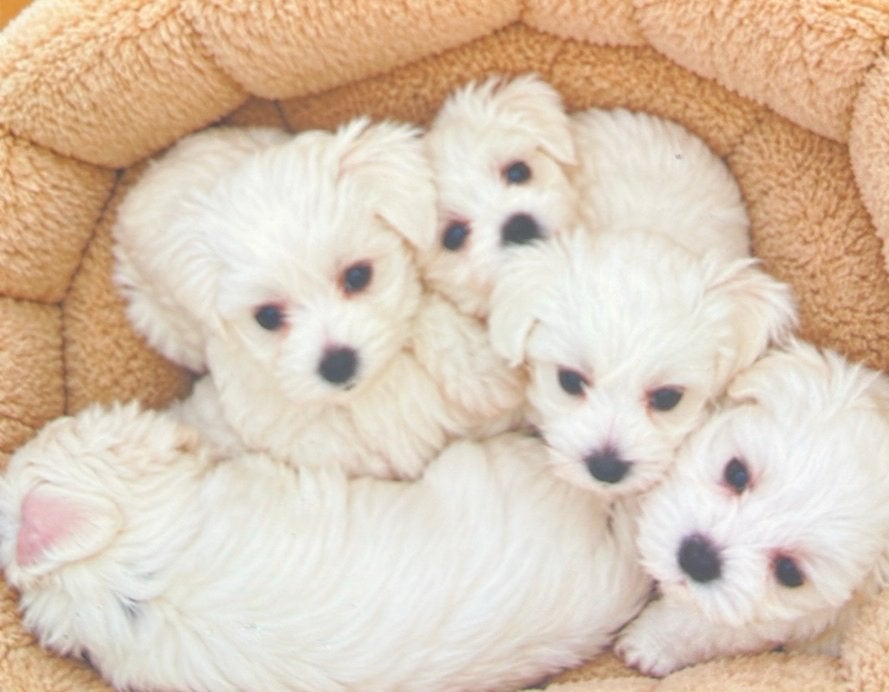 Maltezer pups, Maltezer, Reu, 8 tot 15 weken, Meerdere