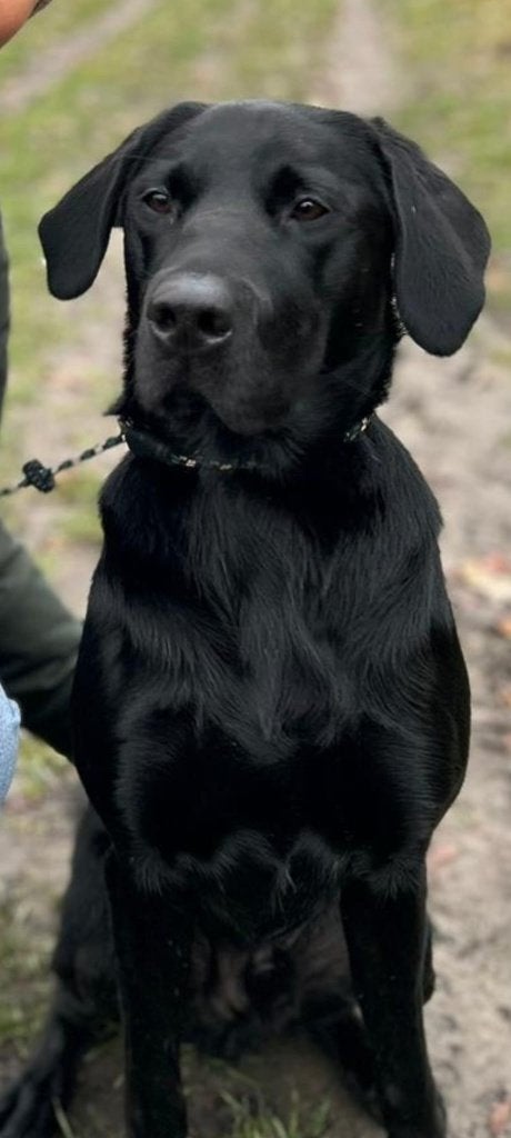 Labrador Reu Zwart, Reu, Labrador retriever, Parvo, Eén hond