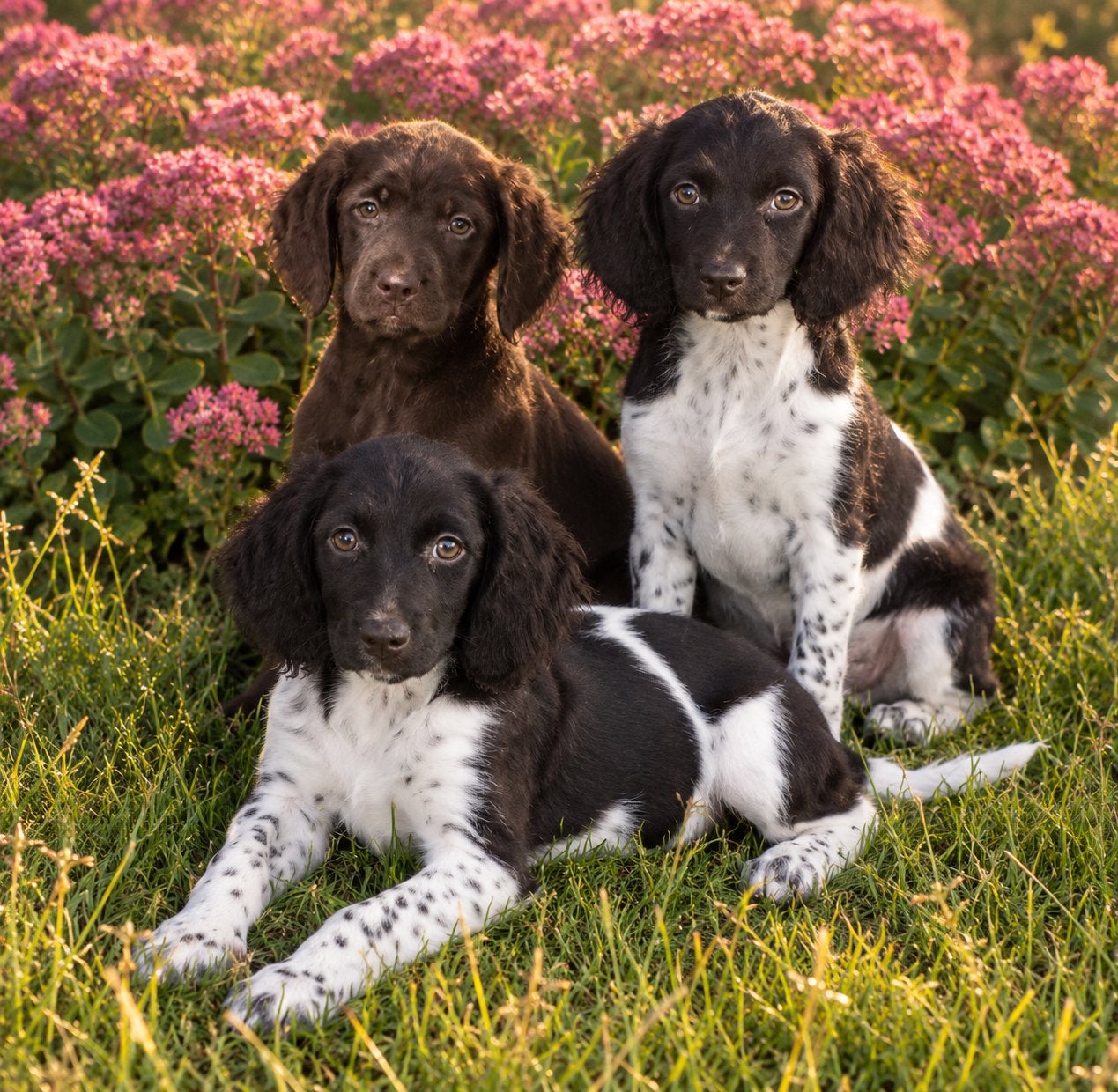 Hele mooie LABRADOR x FRIESE STABIJ pups, Nederland, CDV (hondenziekte), 8 tot 15 weken, Meerdere