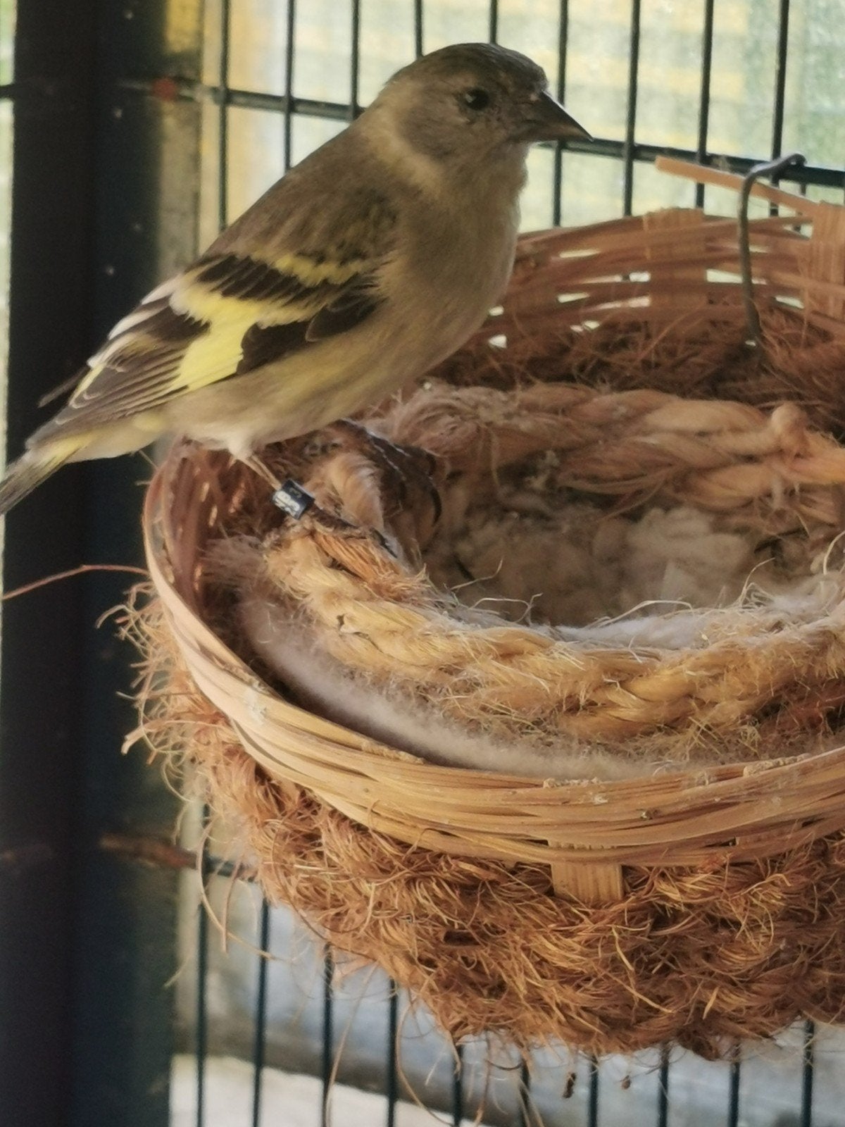 Zwart kop Sijs., Dieren en Toebehoren, Vrouwelijk, Tropenvogel, Geringd