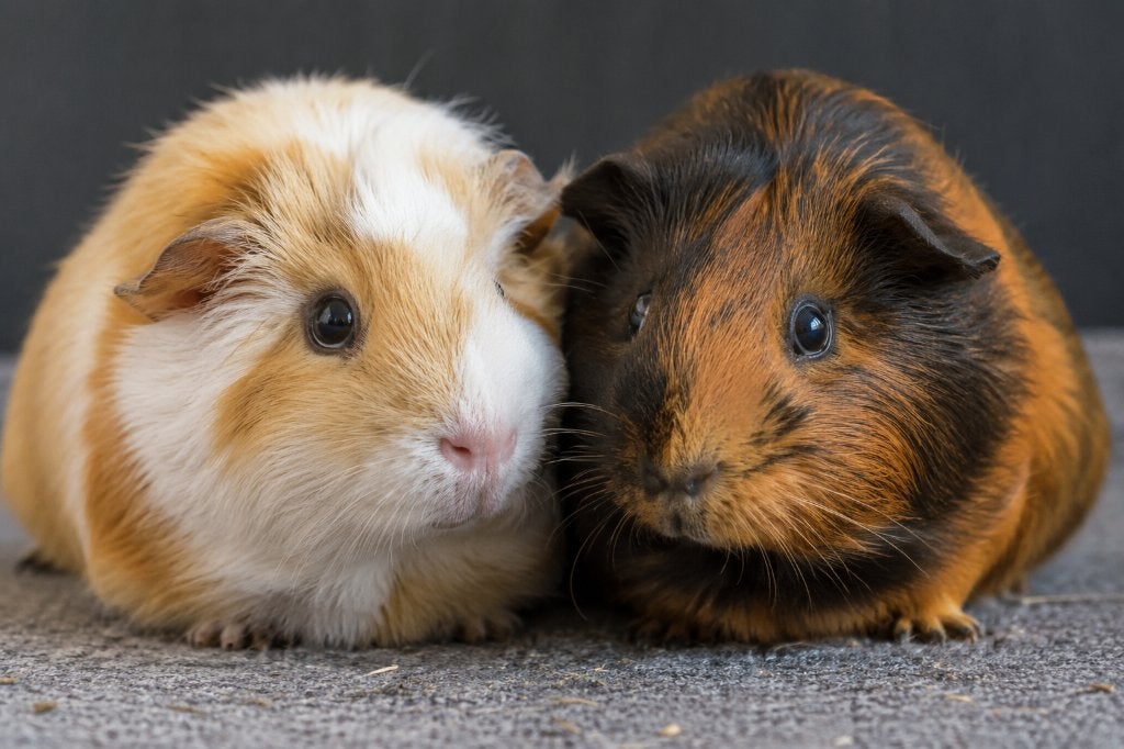 Gezocht: cavia koppel, Dieren en Toebehoren, Knaagdieren, Januari, Meerdere dieren, Cavia