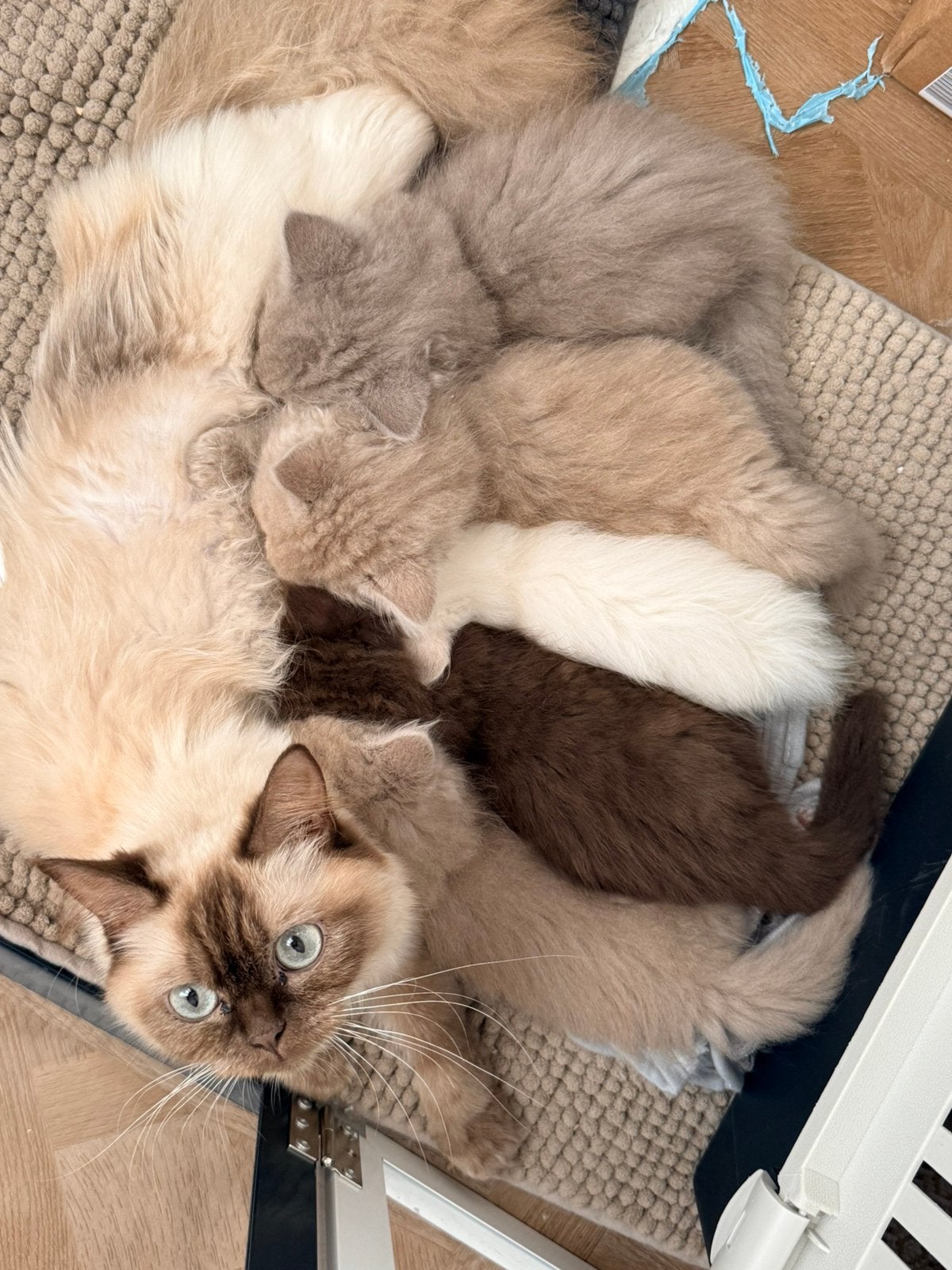 ✨Bliss Ragdolls  ✨ 3 kittens beschikbaar ✨(oktober), Dieren en Toebehoren, Katten en Kittens | Raskatten | Langhaar, Meerdere dieren