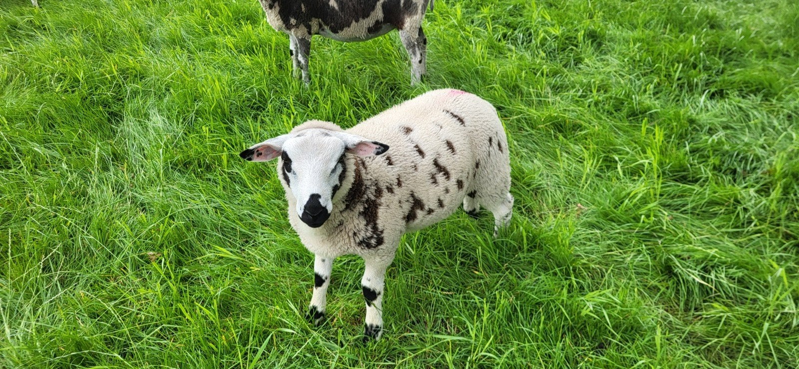 10 mooie rammen, Dieren en Toebehoren, Mannelijk, Schaap