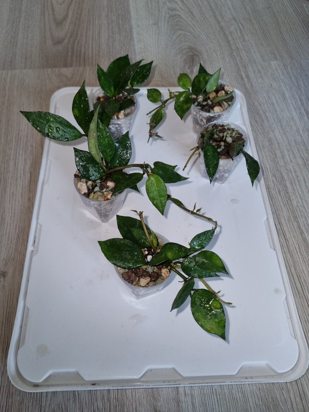 Hoya lacunosa black, Ophalen of Verzenden, Halfschaduw, Minder dan 100 cm
