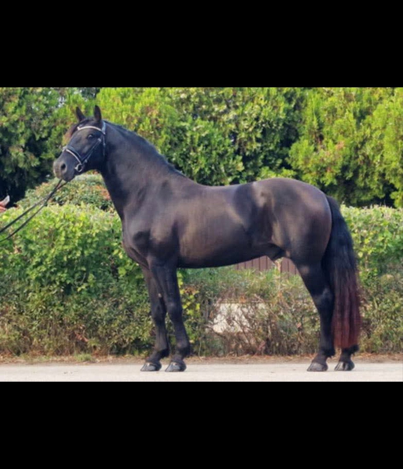 5 jarige ruin PREx Fries, Ruin, Recreatiepaard, 3 tot 6 jaar