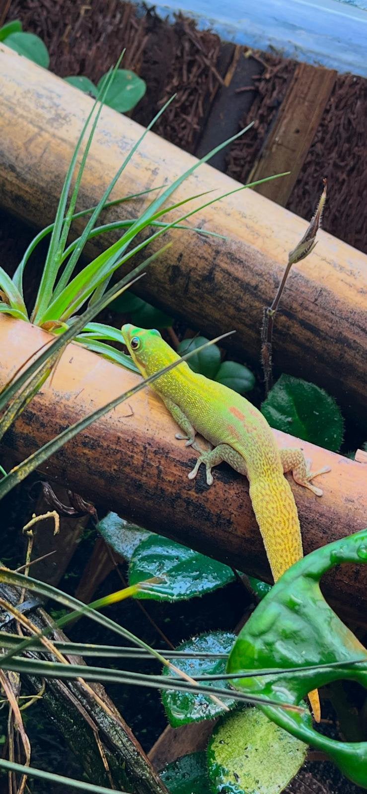 Phelsuma laticauda jongen beschikbaar, Dieren en Toebehoren, Amfibie, 0 tot 2 jaar