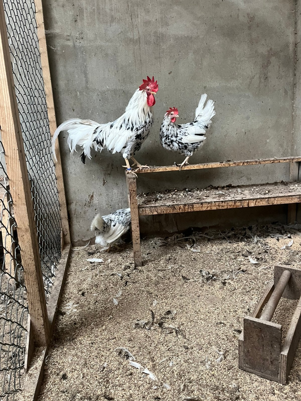 Bonte leghorn, Dieren en Toebehoren, Meerdere dieren, Kip