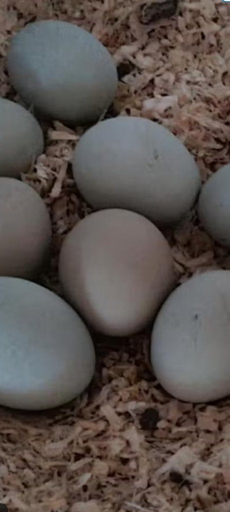 Broedeieren Araucana Groenlegger broed eieren, Geslacht onbekend, Kip
