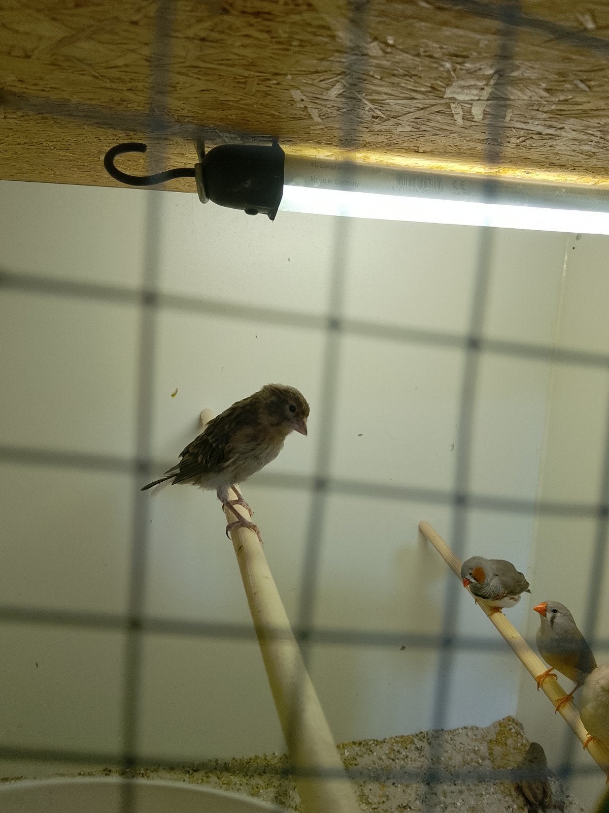 Kanarie, Dieren en Toebehoren, Vogels | Kanaries, Meerdere dieren, Kleurkanarie